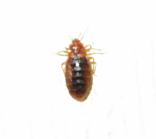 big bed bug full of blood
