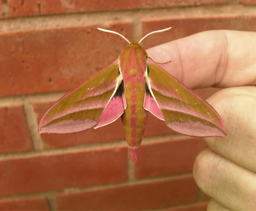 moths