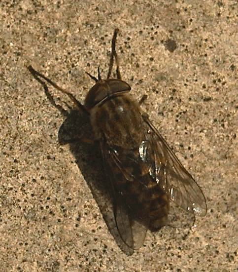 horse fly image