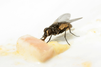 Flies Pests