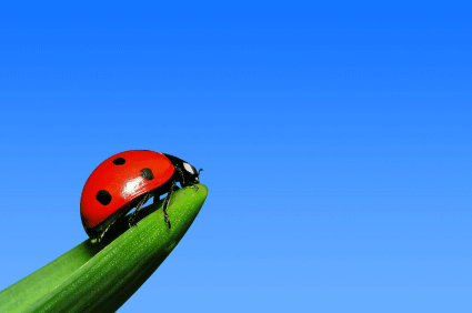 Lady Bird