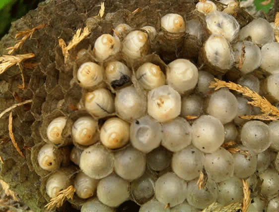 wasp larvae