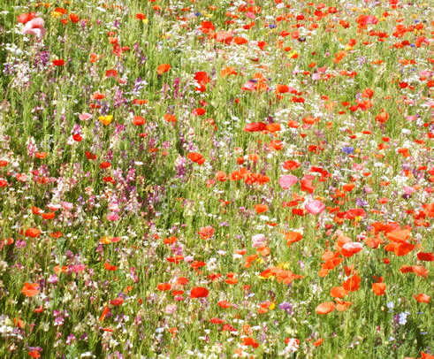 Wildlife Flowers