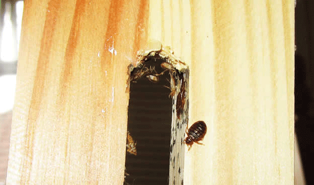 bed bugs in head board of bed