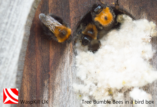 bristol bumble bee control