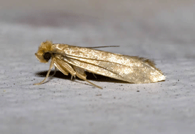 Bristol common clothes moth