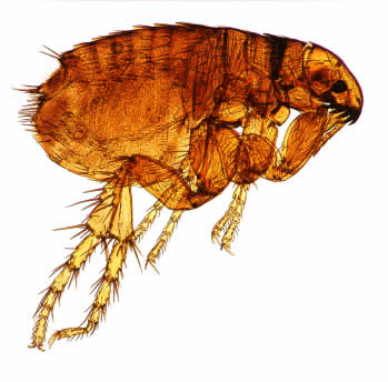 fleas treatments