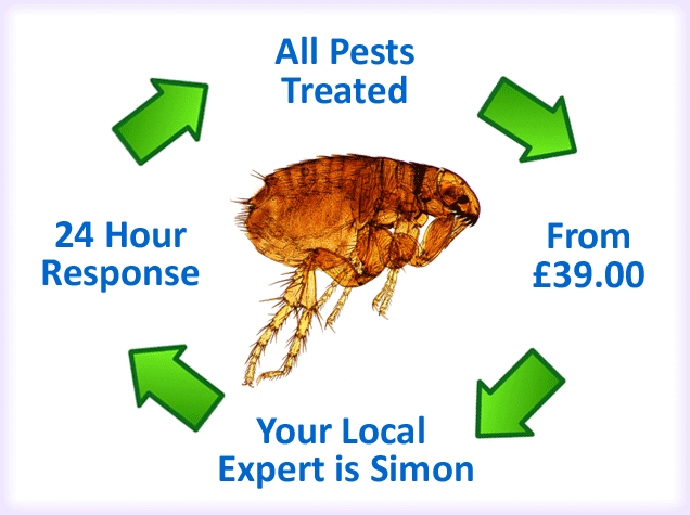 criggan pest control