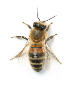 honey bee removal
