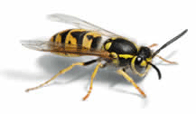 Bishopsworth pest control - pest control Bishopsworth