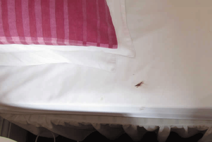 Fresh Bed bug droppings On Bed Sheets