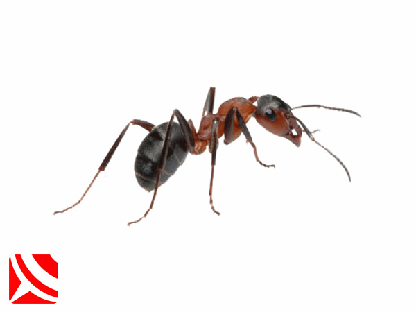 ant pest treatments