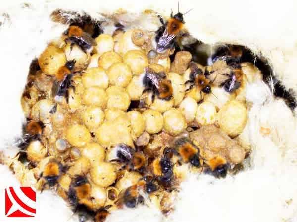 bristol bumble bees