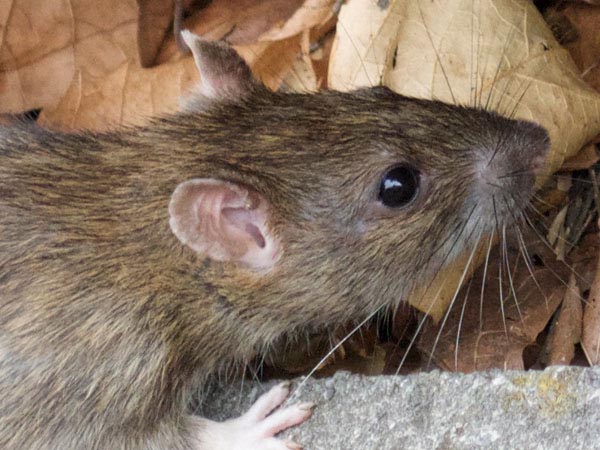 rodent and rat catcher services