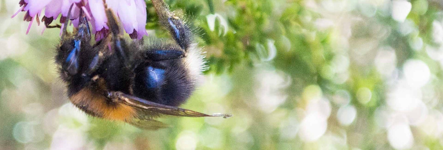 tree bumble bees