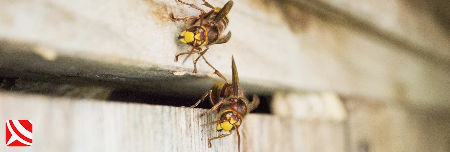 hornets on garden shed