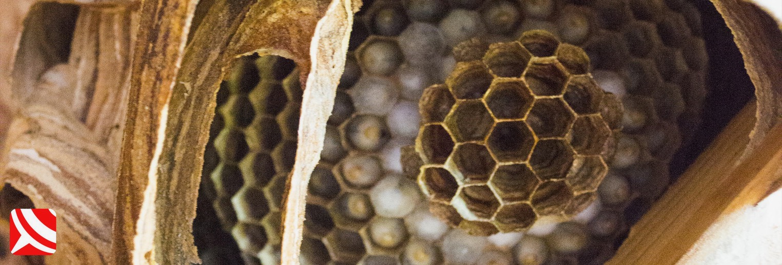 european hornets nest close up