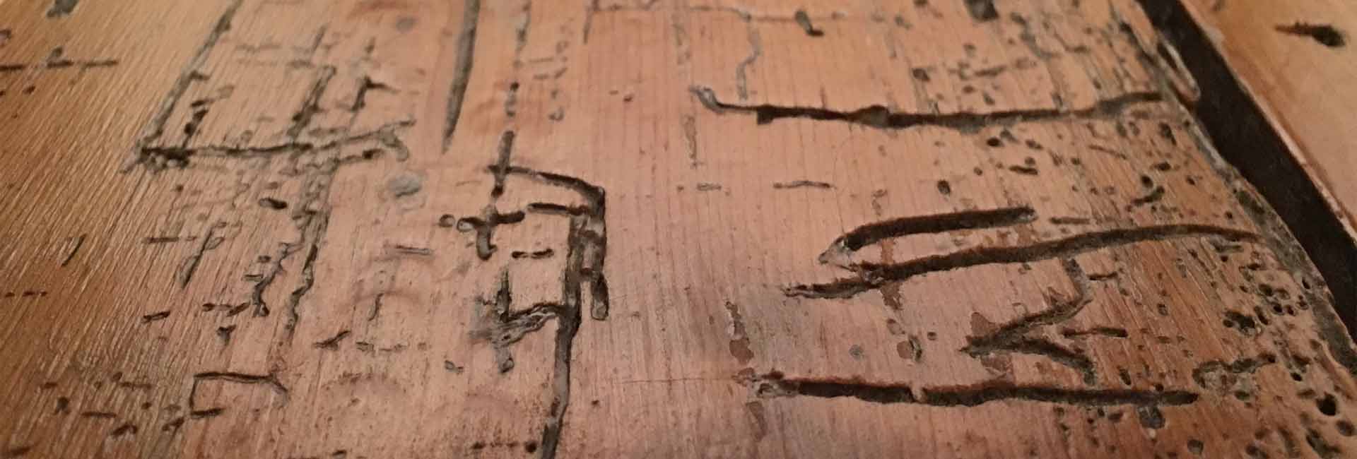 woodworm in floorboards