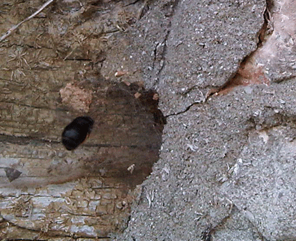 Bristol masonry bees control