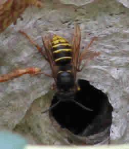 median wasp
