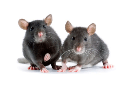rats
