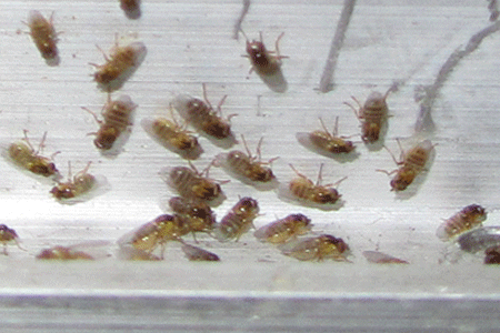 yellow-cluster-fly