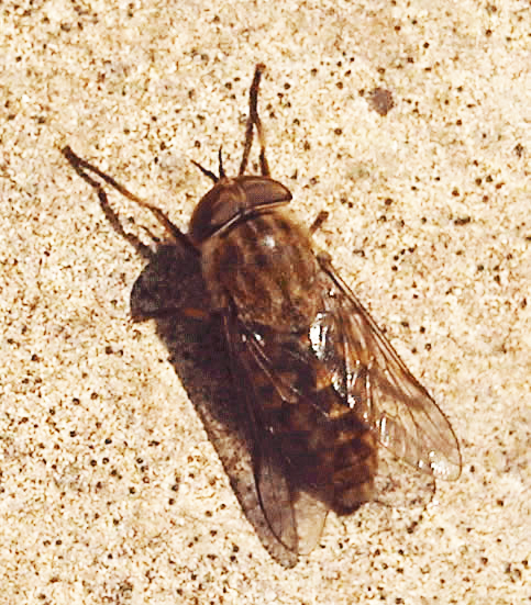 horse flies bristol horse flies