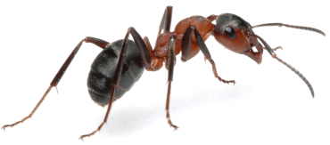 ant control treatments