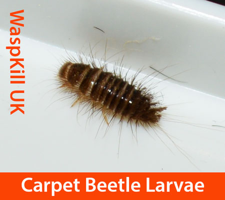 carpet beetle larvae