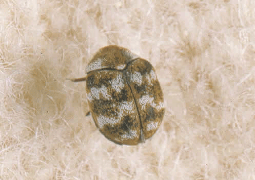 carpet beetle larvae