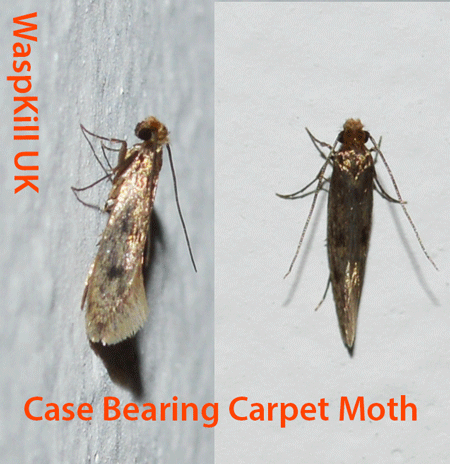 carpet moths close-up
