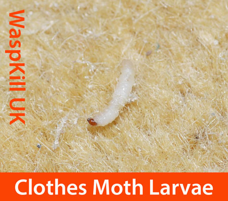 clothes moth larvae Tineola bisselliella