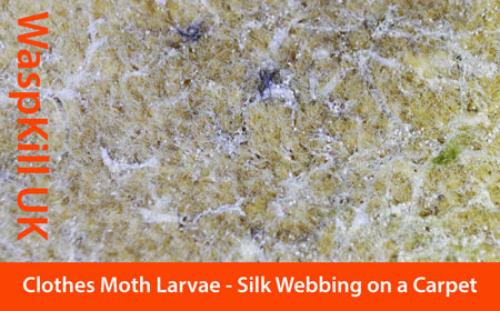 clothes moth webbing silk