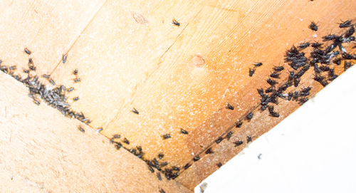 bristol cluster fly control services bristol cluster flies
