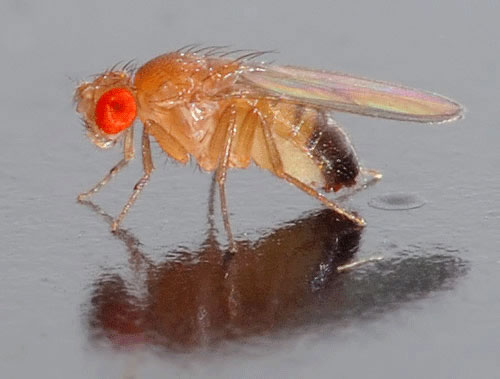 fruit fly control and treatments FLY exterminator bristol