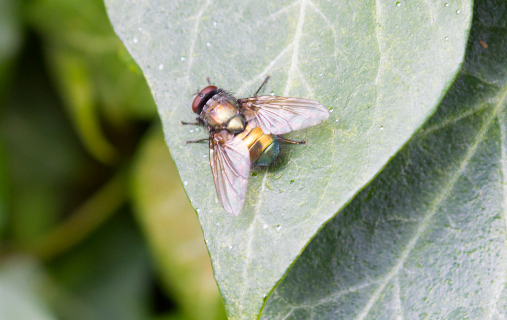 bristol blow fly treatments bristol blow flies