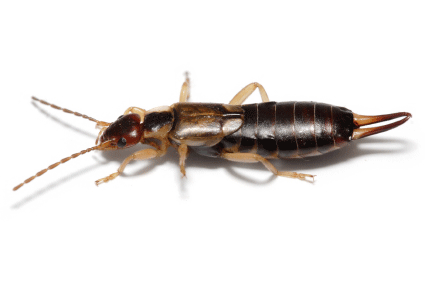 earwig pest control