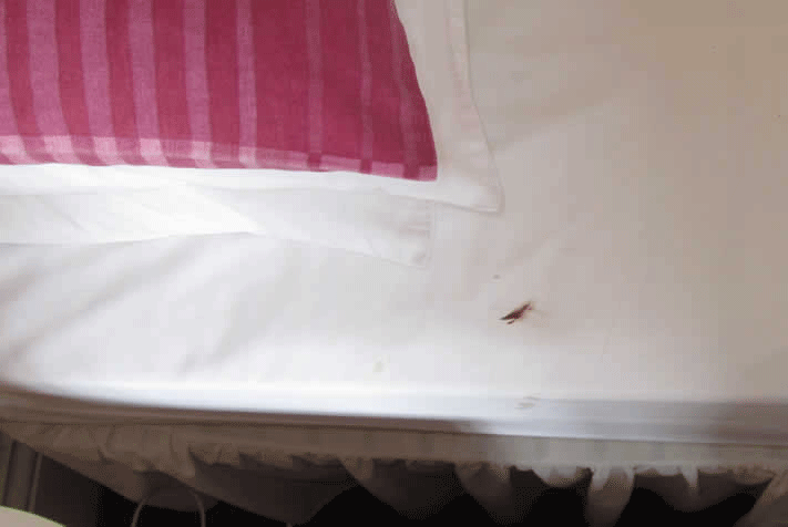 bleeding bedbug bites bleeding after bed bug bite