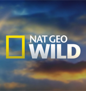 nat geo wild