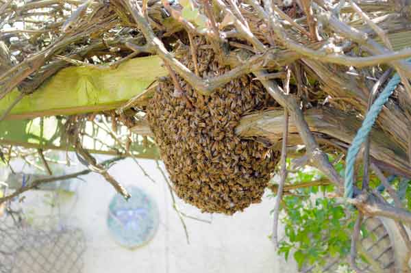 honey bees swarming bristol