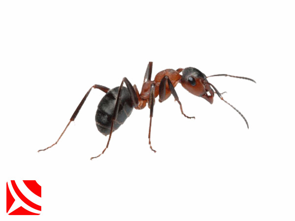 ant control treatments