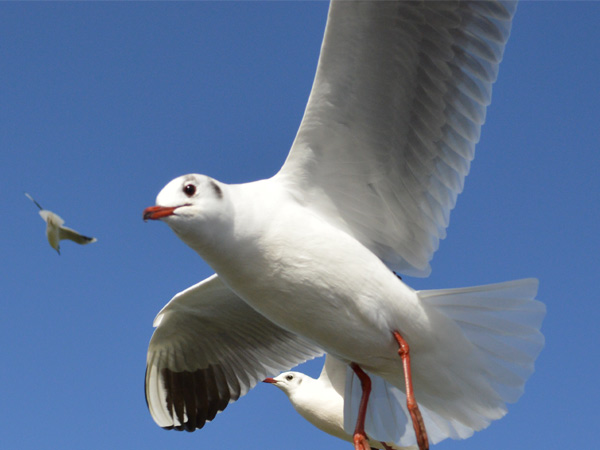 bird control bristol