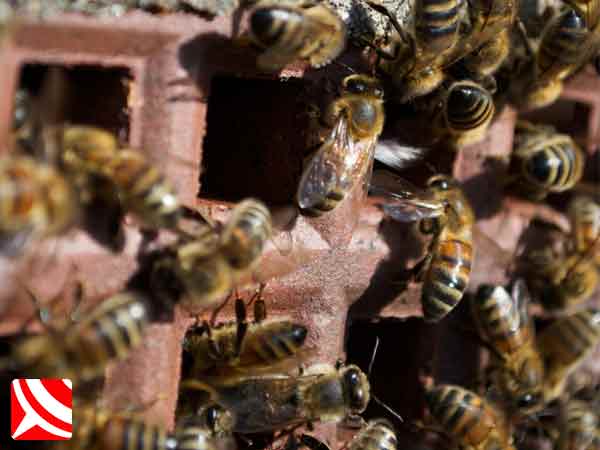 bristol honey bees