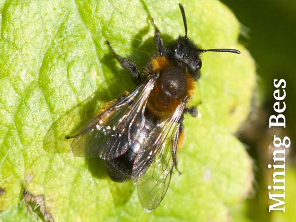 mining bees