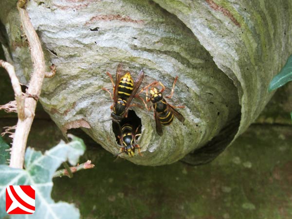 wasps nest removal