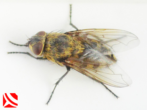 insects flies disease 