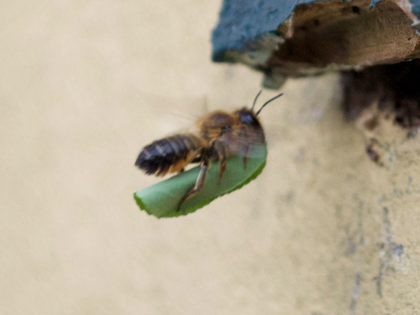 bristol insect pest control