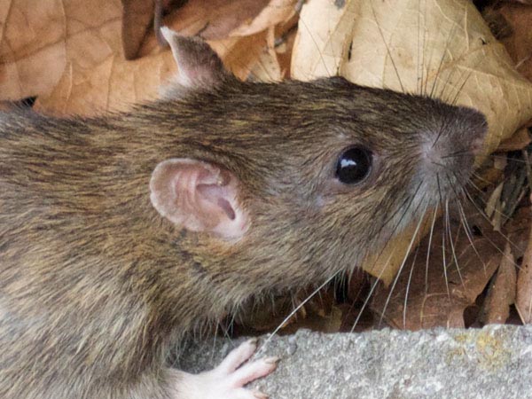 bristol rodent control rat catcher services