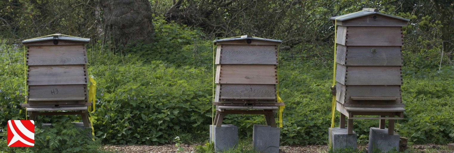 bee hives bristol