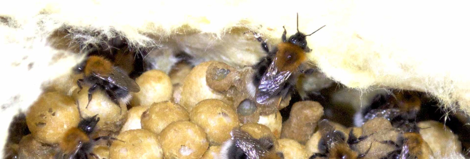bumblebees insulation
